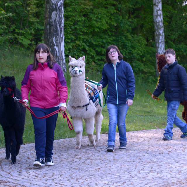 Kinder führen die Alpacas in St. Gunther