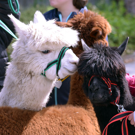 Alpacas in der Bildungsstätte St. Gunther Cham,