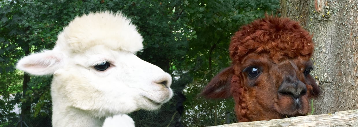 Alpacas